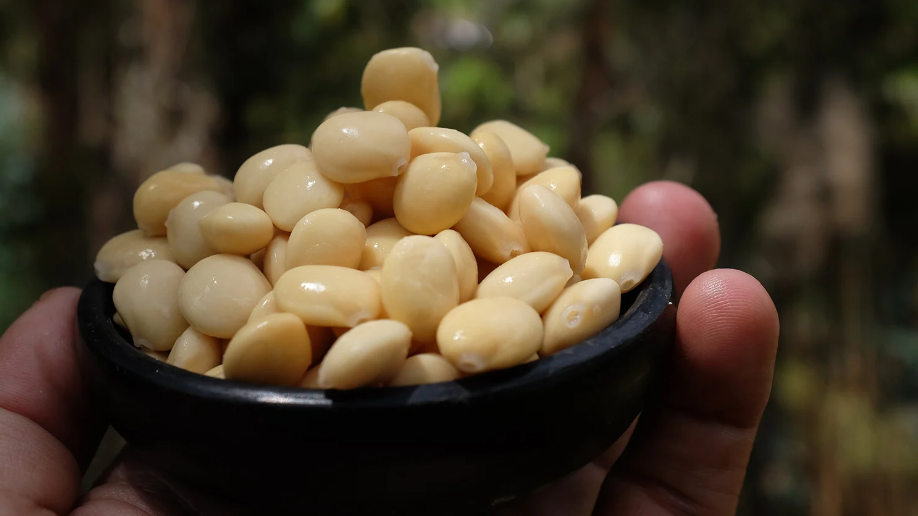 Tarwi abre una nueva ruta para innovar en bebidas vegetales